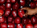Mengenal Listeria monocytogene, Bakteri Kontaminan Apel Impor