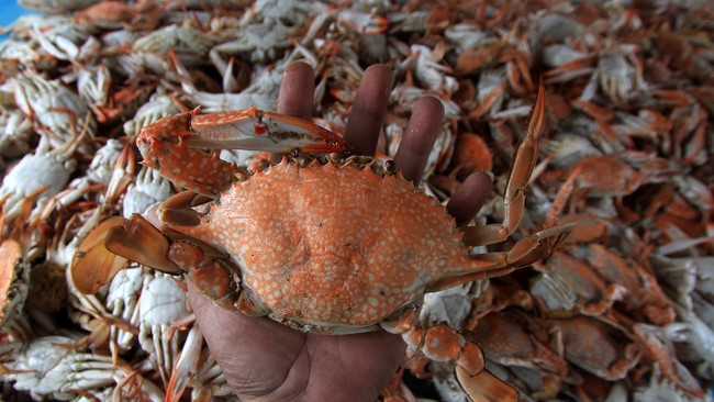 Akibat larangan ekspor kepiting telur, kini banyak pedagang buka lapak di pinggir jalan kota Kendari.