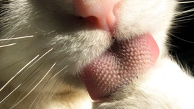 Vietnam Musnahkan Tiga Ton Kucing yang Diselundupkan