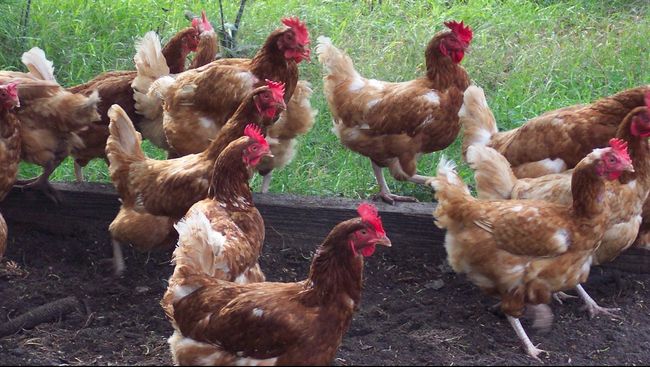 Berikut doa memotong ayam dan tata caranya dalam Islam, sehingga Anda dapat menjalankan proses penyembelihan dengan benar dan sesuai dengan syariat.
