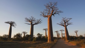 Pohon Baobab Bisa Serap Ratusan Ribu Liter Air