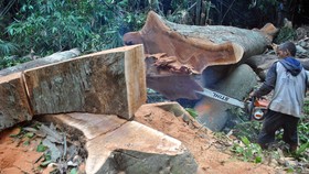 Kejahatan Kehutanan di Sulsel Naik Saat Pandemi Covid