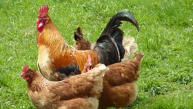 Membongkar Fakta-fakta Menyeramkan Seputar Daging Ayam