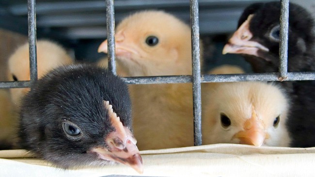 Kementan mengklaim sudah melakukan sejumlah tindakan untuk mengendalikan produksi bibit ayam demi menjaga stabilitas harga ayam potong di tingkat peternak.