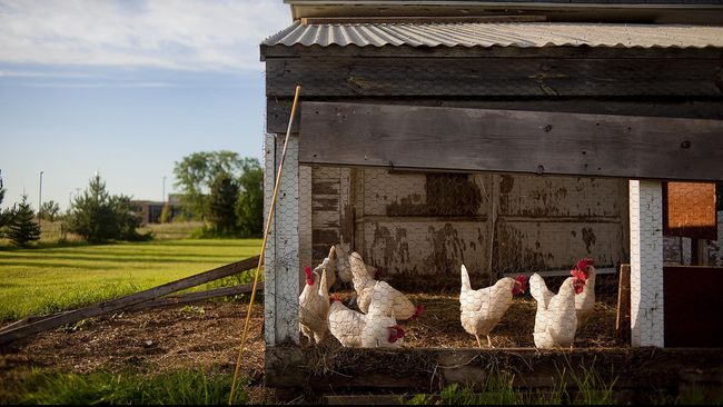 Pernahkah kamu bertanya-tanya kenapa ayam bangun pagi? Jawabannya bukan karena jam tidur ayam yang cepat, melainkan ada penjelasan ilmiah di baliknya.
