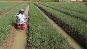 Temanggung Siapkan 339 Hektare Lahan untuk Food Estate