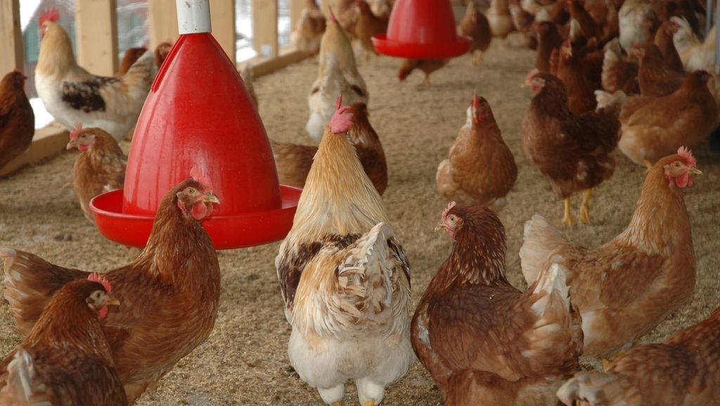 Temuan Wabah Flu Burung di Ibaraki Jepang, 970 Ribu Ayam Dimusnahkan