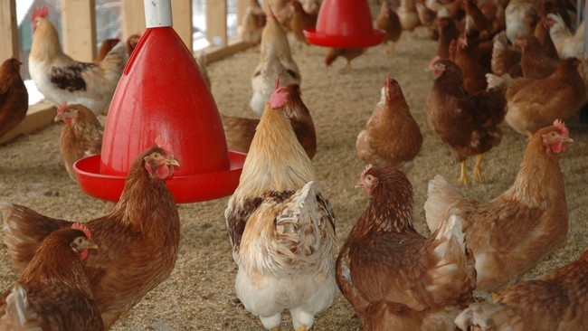 Ilustrasi Peternakan Ayam