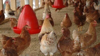 Arab Saudi Larang Impor Ayam dan Telur dari Indonesia Cs, Kenapa?