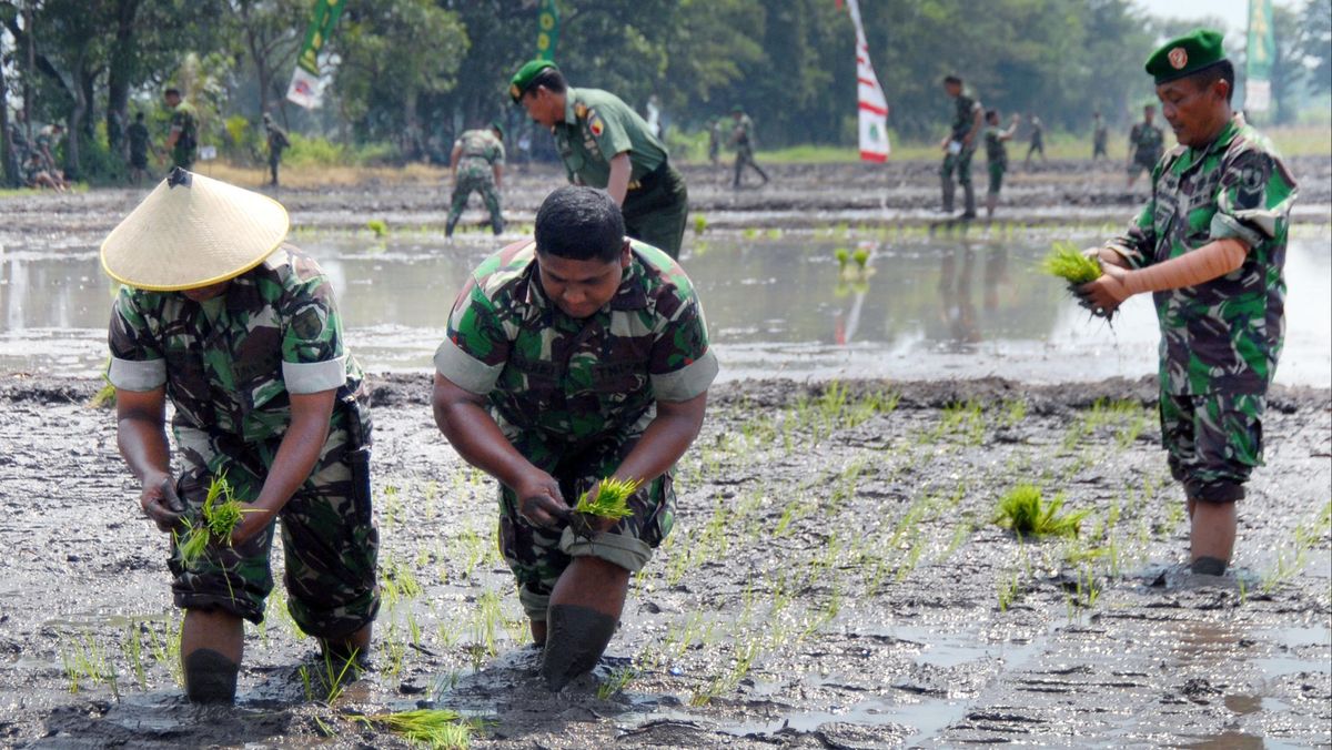 CSIS Kritik Terobosan Kebijakan Pemerintah, TNI Urus Pangan-Danantara