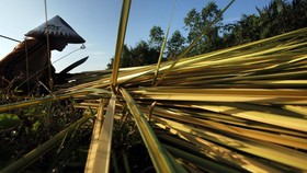 RUU Tembakau Dibahas di Prolegnas Demi Lindungi Petani