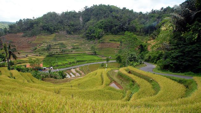 Uni Emirat Arab Bakal Investasi Tanaman Pangan di Kalteng