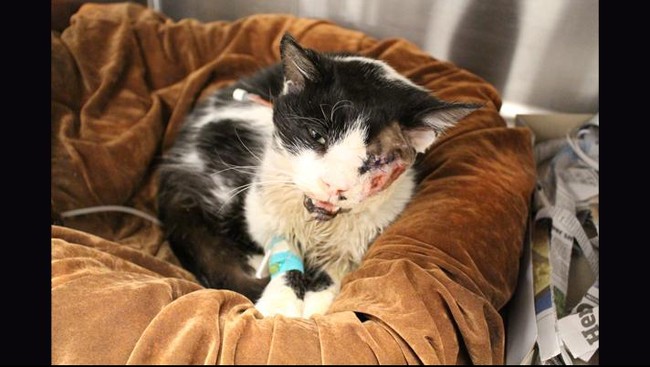 Seekor kucing menjadi terkenal di Florida dan diberitakan media-media AS setelah ia dilaporkan hidup kembali setelah dikubur selama lima hari.