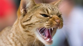 Dua Hari Tertancap Pisau, Seekor Kucing Masih Hidup