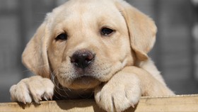 Tendang Anak Anjing, CEO di Kanada Didenda Rp64 Juta
