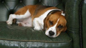 Seekor Anjing di Hong Kong Positif Virus Corona