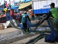 Jokowi Perpanjang Moratorium Penggunaan Cantrang