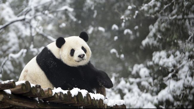 China Bangun Taman Nasional Khusus Panda