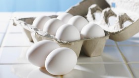 Mengupas Perdebatan Telur Ayam Kampung VS Telur Ayam Negeri