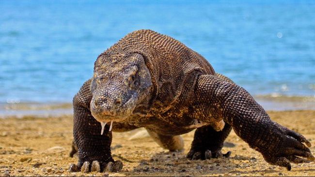 Kisah Harmonis Ata Modo Berbagi Hasil Buruan dengan Komodo Harmonisnya hubungan penduduk asli Pulau Komodo dengan komodo dikhawatirkan kandas oleh pembangunan