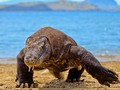Kisah Harmonis Ata Modo Berbagi Hasil Buruan dengan Komodo