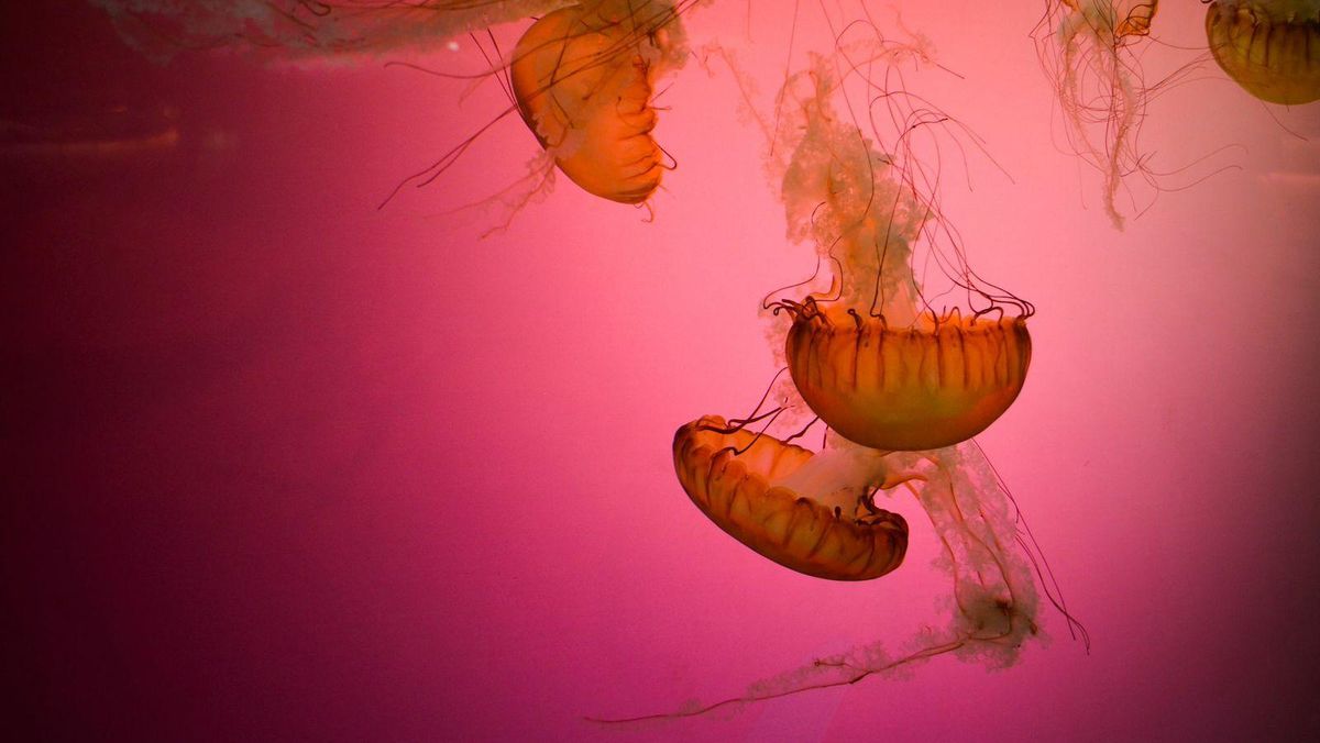 Pantai Diserbu Ubur-ubur Langka Kanibal, Pengunjung Dapat Peringatan