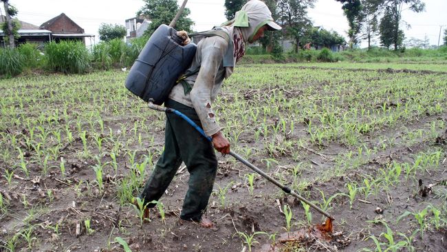 Petani Menjerit, Pupuk Subsidi Mulai Hilang di Pasaran Pupuk subsidi yang mulai hilang di pasaran membuat sejumlah petani di Jawa Tengah harus membeli pupuk nonsubsidi yang lebih mahal.
