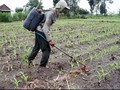 Petani Menjerit, Pupuk Subsidi Mulai Hilang di Pasaran