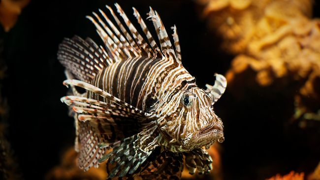 Setelah ramai penemuan bajakah untuk kanker payudara oleh siswa di Kalimantan, kini obat antikanker lainnya juga dibuat dari racun duri lionfish.