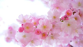 Wisatawan Tiongkok Dikecam Karena Paksa Rontokkan Sakura