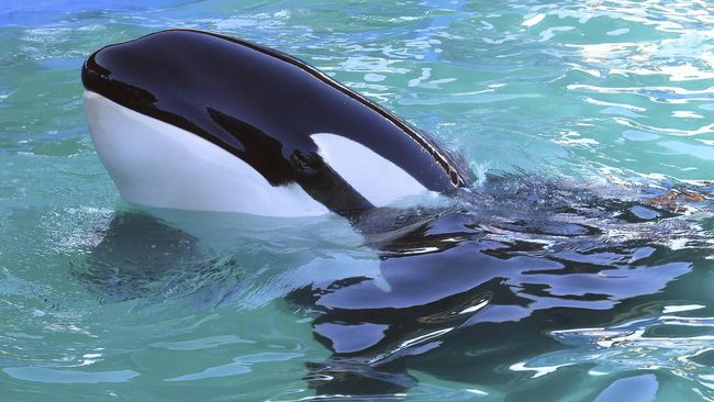 SeaWorld Abu Dhabi akan menjadi SeaWorld pertama yang tidak menghadirkan Orcinus orca atau paus pembunuh, spesies terbesar famili lumba-lumba.