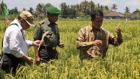 Tiga Daerah Terkena Banjir, Produksi Pertaniannya Terhambat