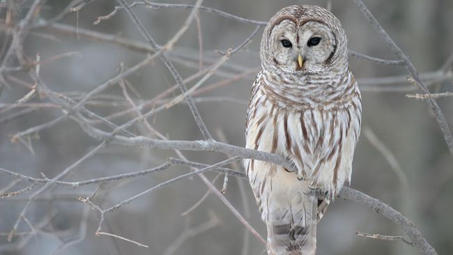 Burung Hantu itu Hewan Nokturnal atau Diurnal?