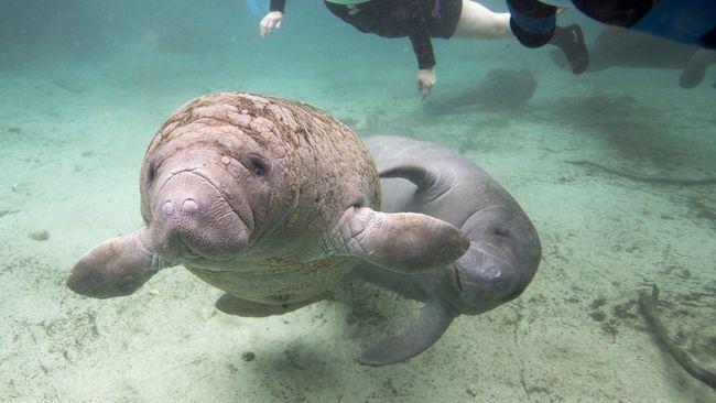 Air hangat Three Sisters Springs membuat para ikan duyung dapat hidup dengan nyaman selama musim dingin.
