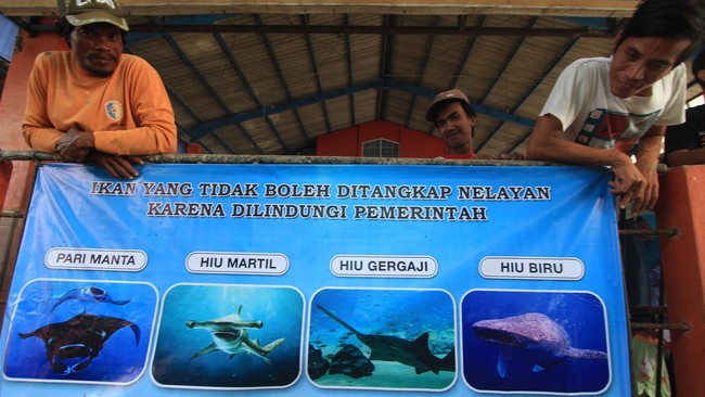 Polres Lembata, NTT, menangkap penampung 25 kilogram insang ikan pari manta yang dilindungi. Insang itu diduga diperoleh dari 40 ekor ikan pari manta.