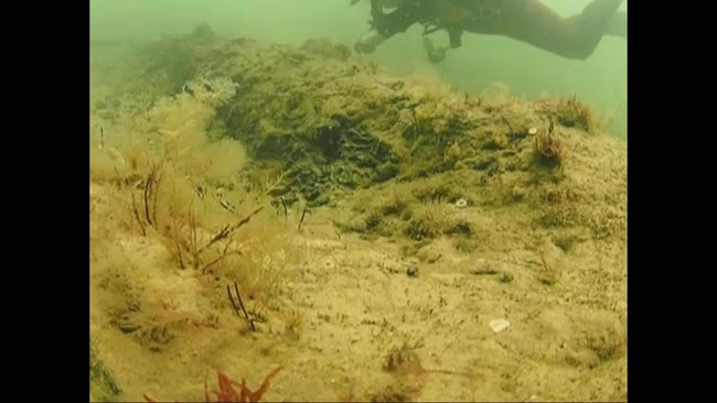 Ahli menemukan hutan di dalam laut ternyata punya luas seperti Amazon. Punya peran menyerap karbon juga?