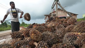 Mayoritas Investasi Asing Sektor Pertanian di Kebun Sawit