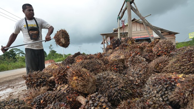 Menteri Perdagangan Zulkifli Hasan menargetkan harga tandan buah segar (TBS) kelapa sawit di atas Rp2.000 per kilogram pada akhir Agustus 2022 ini.