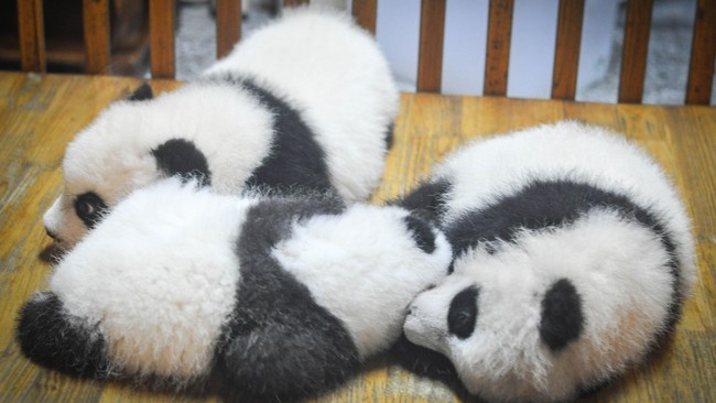 Seekor panda bernama Mei Xiang melahirkan seekor bayi panda di Smithsonian's National Zoo di Washington, Amerika Serikat (AS) pada Jumat (21/8) waktu setempat.