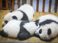 Kebun Binatang Washington Sambut Kelahiran Bayi Panda Raksasa