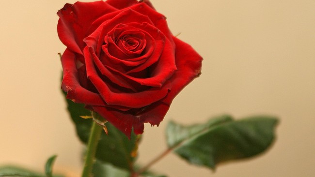 Memperingati hari kasih sayang pada 14 Februari mendatang, berbagai jenis bunga mulai diburu masyarakat. Bunga mawar masih menjadi primadona.