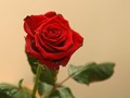 Bunga Mawar Masih Jadi Primadona Kado Valentine