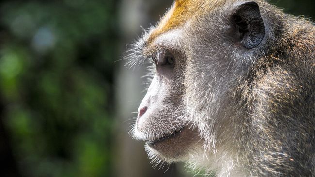 Orang Kaya India Wariskan Kekayaan Pada Monyet