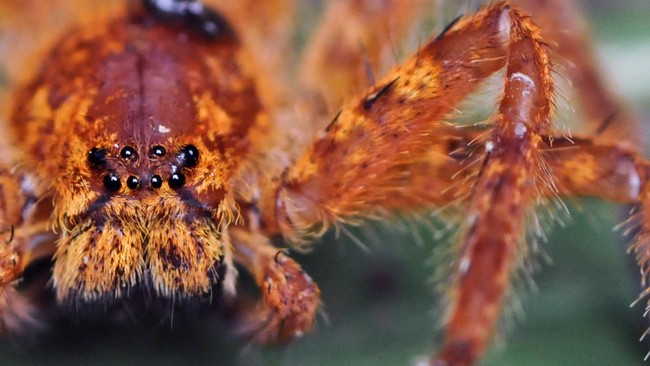 Ada satu spesies laba-laba yang mengembangkan cara unik dalam menghindari predator. Mereka meniru perilaku semut. Perilaku apa yang ditiru?