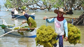Sumba Timur Disulap Jadi Pangkalan Pendaratan Rumput Laut