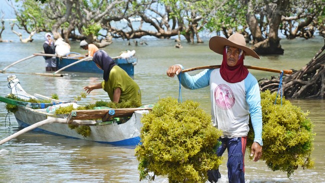 Asosiasi Rumput Laut melaporkan adanya penurunan harga rumput laut kering pasca pengumuman adanya pengenaan bea keluar sebesar 44 persen.