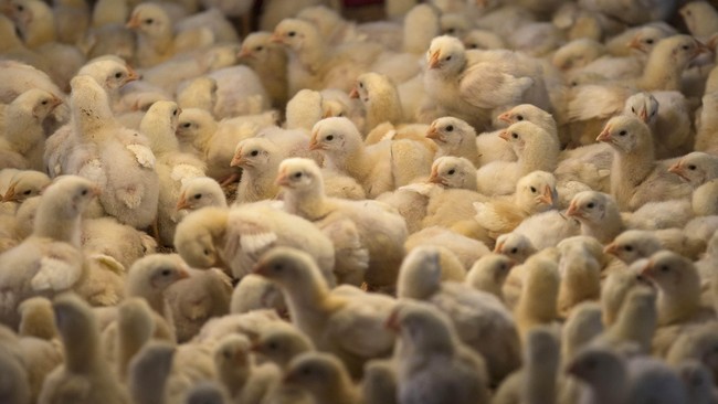 Ribuan ayam di peternakan Moy Park, Irlandia Utara ditemukan mati akibat gelombang panas yang terjadi pekan lalu di wilayah Inggris.