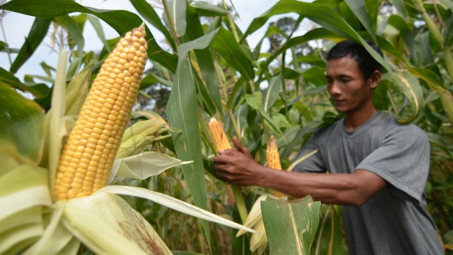 Perum Bulog belum merealisasikan impor jagung untuk kebutuhan pakan ternak, meski telah mengantongi izin impor dari Kementerian Perdagangan.