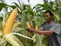 Jagung itu Buah Bukan Sayur