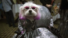 Gaya Centil Fauna di New York Pet Fashion Show
